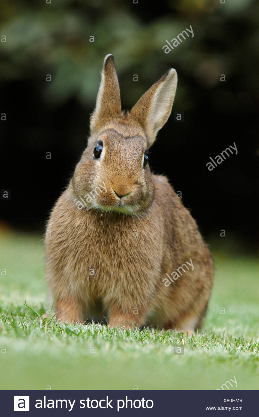Zwergkaninchen Stock Photos Zwergkaninchen Stock Images Alamy