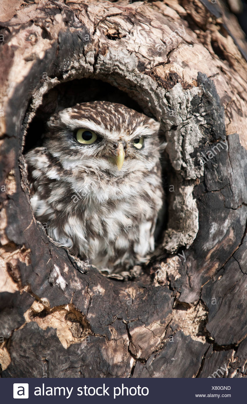 Owl Tree Hole High Resolution Stock Photography And Images Alamy
