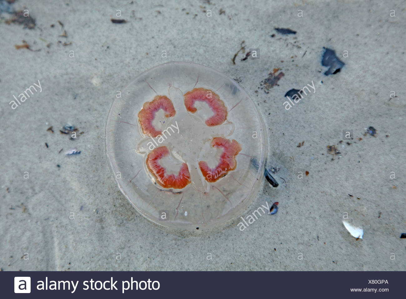 Moon Jelly Common Jellyfish Aurelia Aurita Dead On The Beach Sweden Falsterbo Stock Photo Alamy