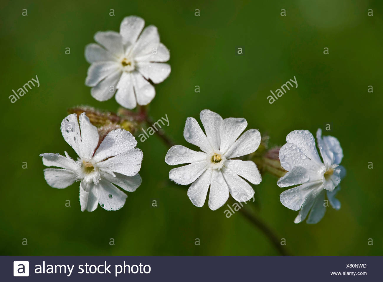 White Campion Silene Latifolia Subsp Alba Silene Alba Silene Pratensis Melandrium Album Flowers With Raindrops Germany Stock Photo Alamy