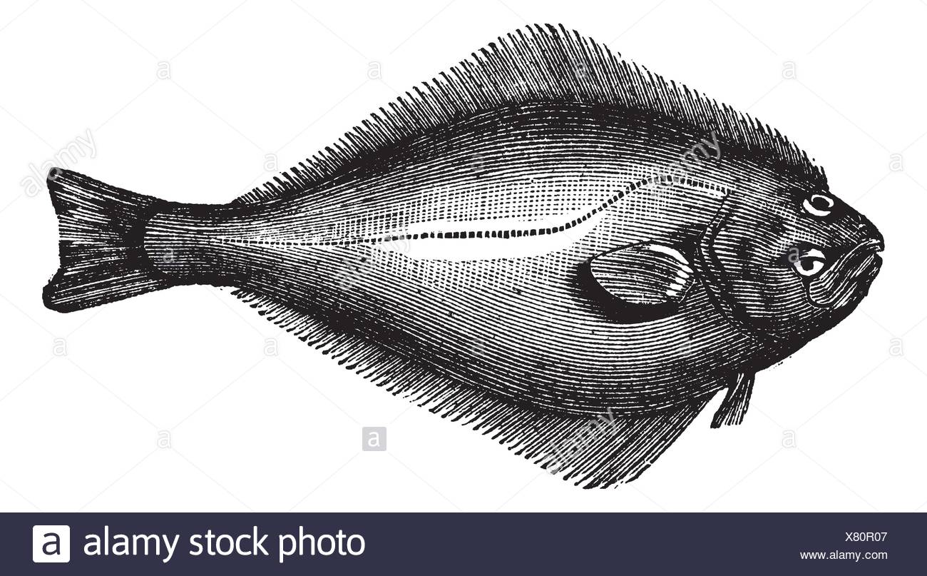 Drawing Halibut High Resolution Stock Photography and Images Alamy