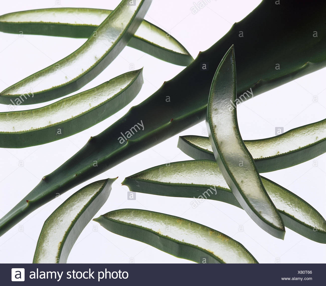 Aloe Aloe Vera Leaves Cut Open Close Up Lily Plants