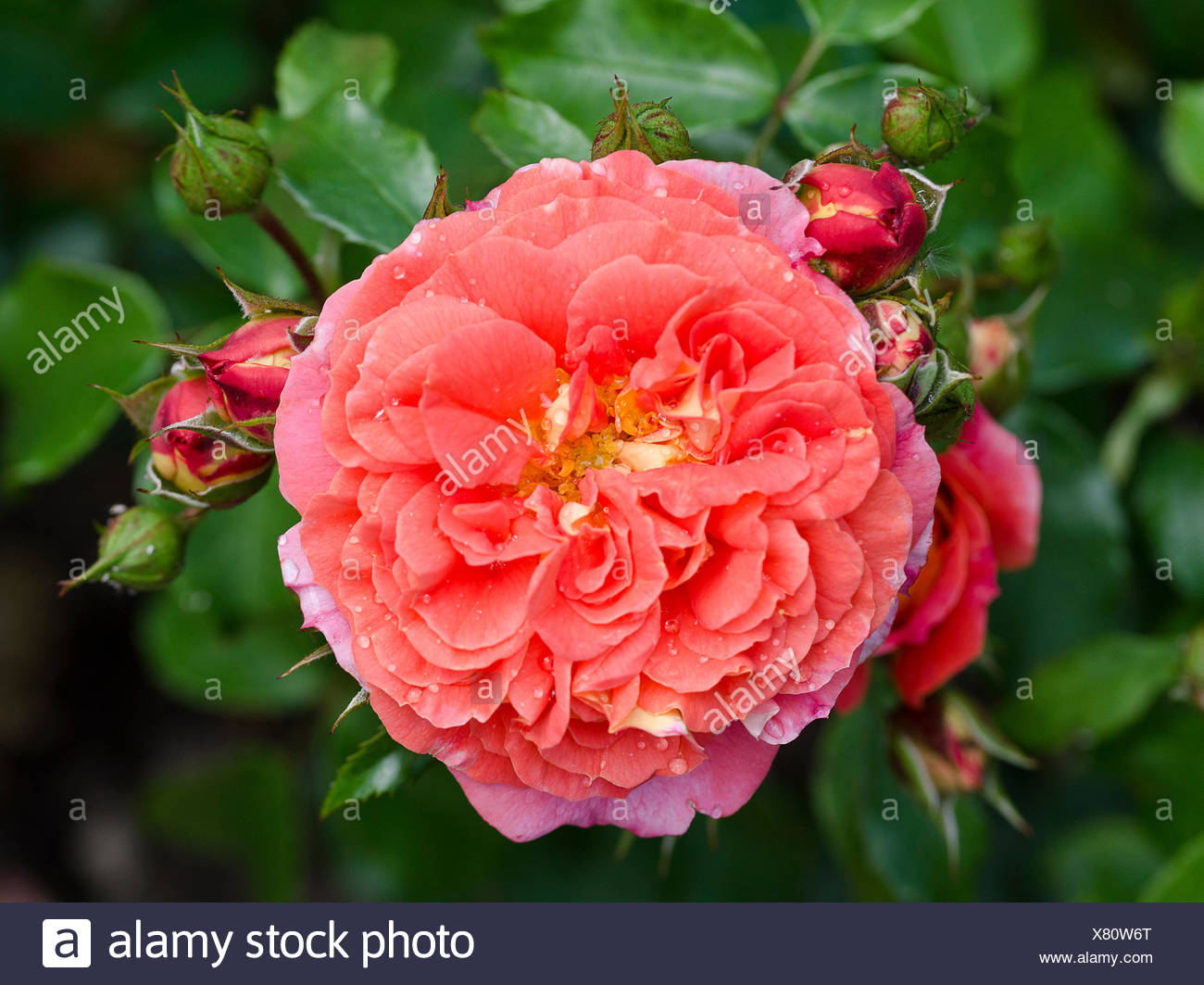 Blute Einer Rose Gebruder Grimm Blossom Of A Rose Brothers Grimm