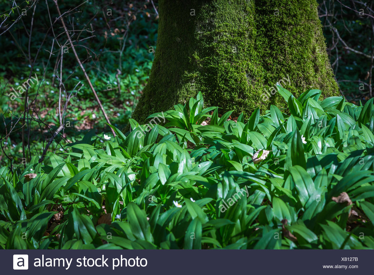 Junger Barlauch Wachst An Einem Baumstamm Stock Photo 280306863