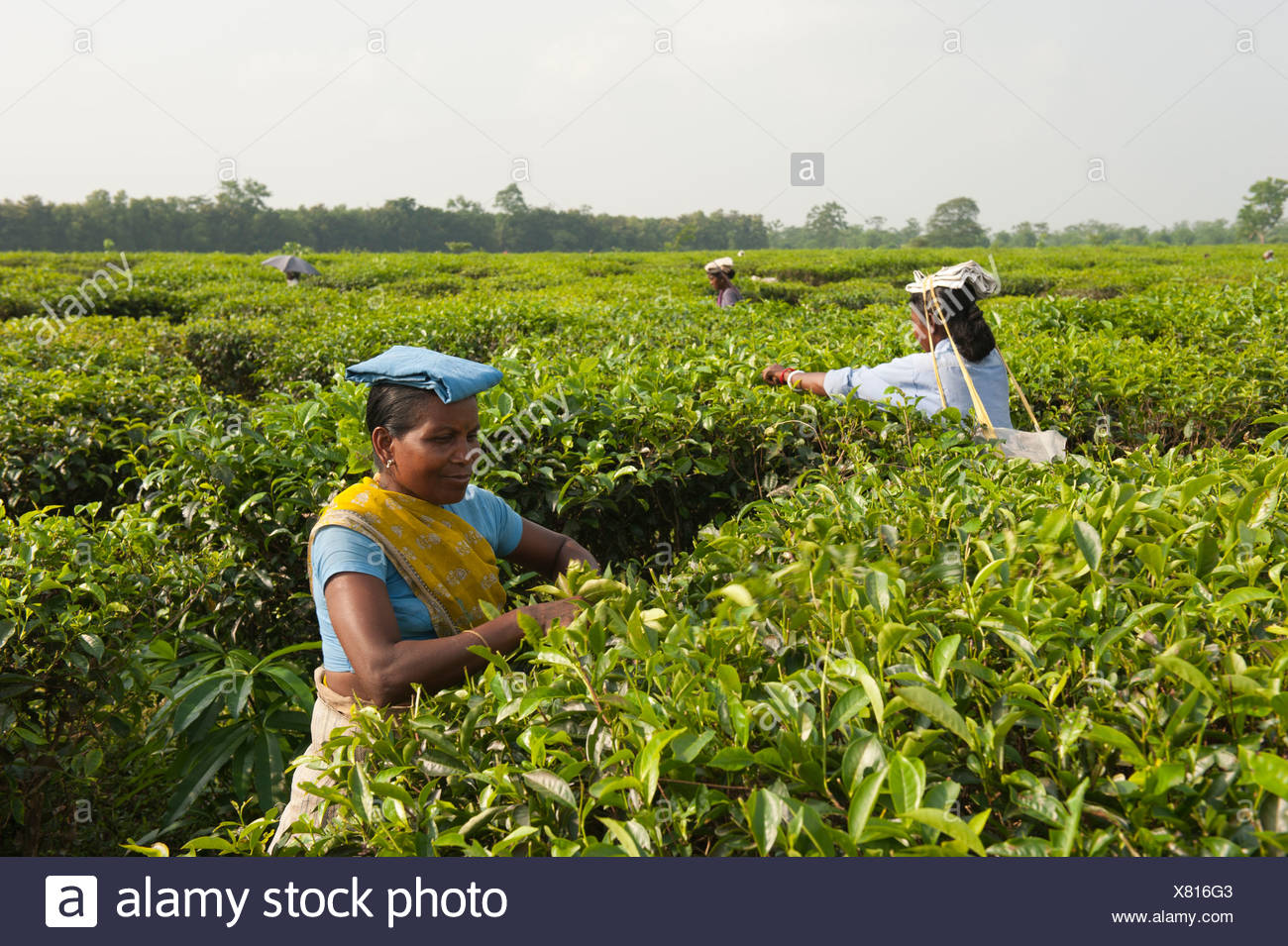 Female Tea Pickers High Resolution Stock Photography and Images Alamy