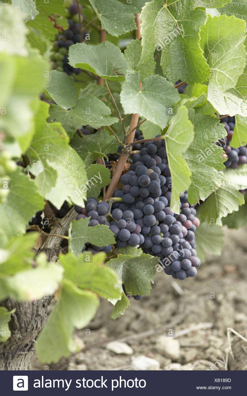 What is useful for grapes and what is its calorie content What is useful for grapes and what is its calorie content