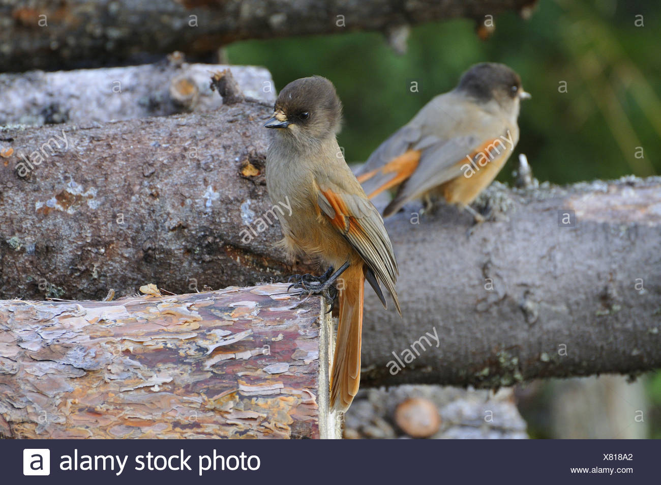 Siberian Jay Stock Photo