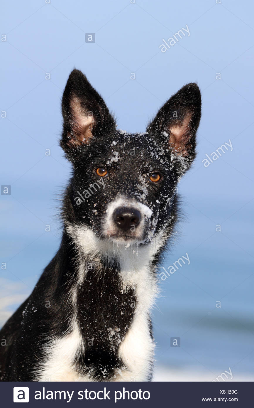 Short Haired Collie Stock Photos Short Haired Collie Stock
