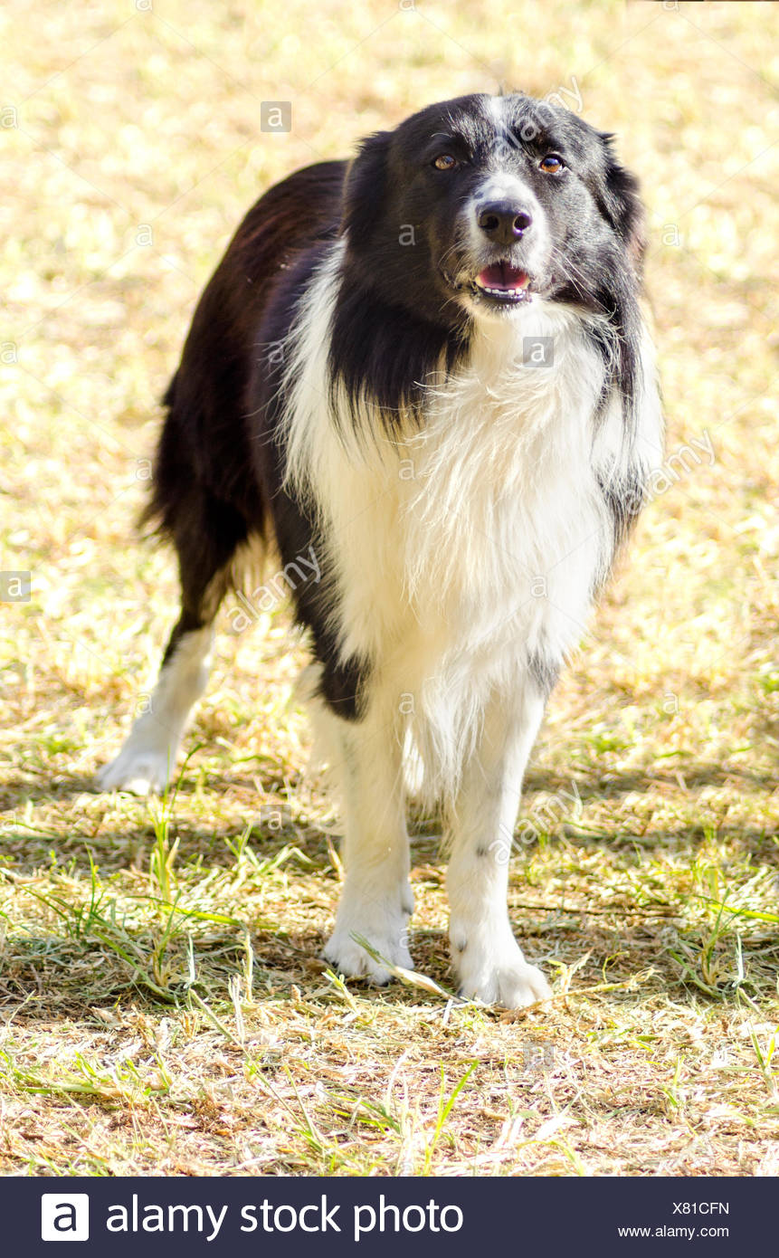 most beautiful border collie