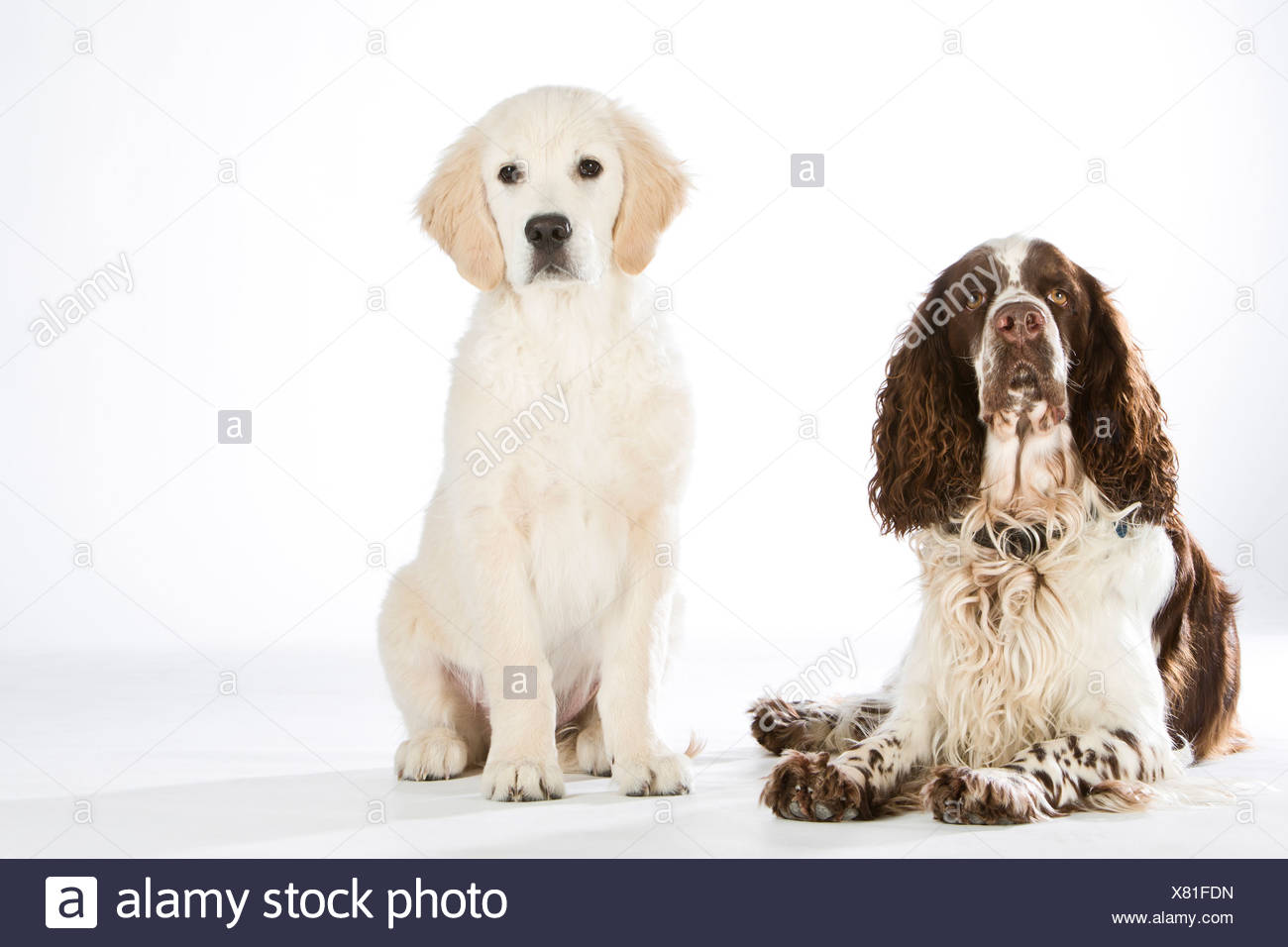 golden springer spaniel puppy