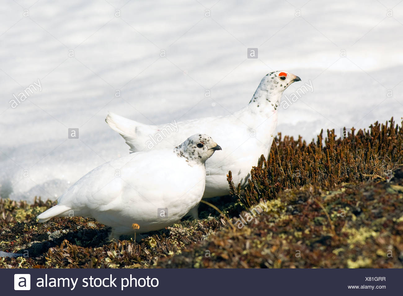 Adult male & female white-tailed ptarmigan (Lagopus leucurus) pair in late-spring plumage, northern Rocky Mountains, Alberta Stock Photo