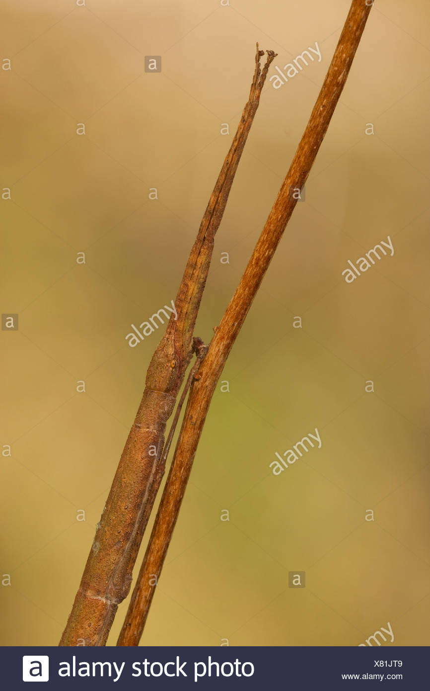Laboratory Stick Insect High Resolution Stock Photography and Images