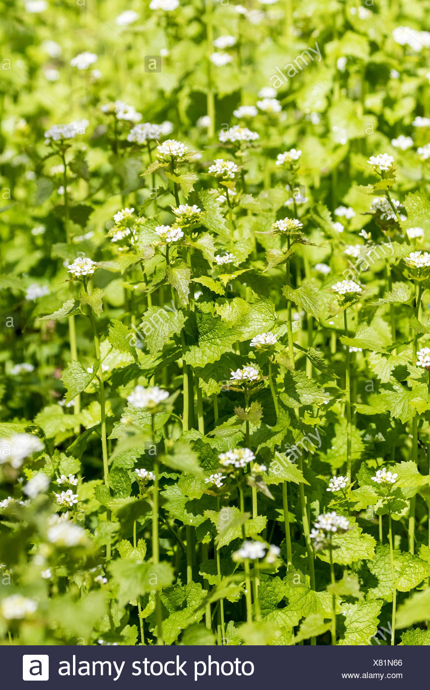 Invasive Weed High Resolution Stock Photography and Images Alamy