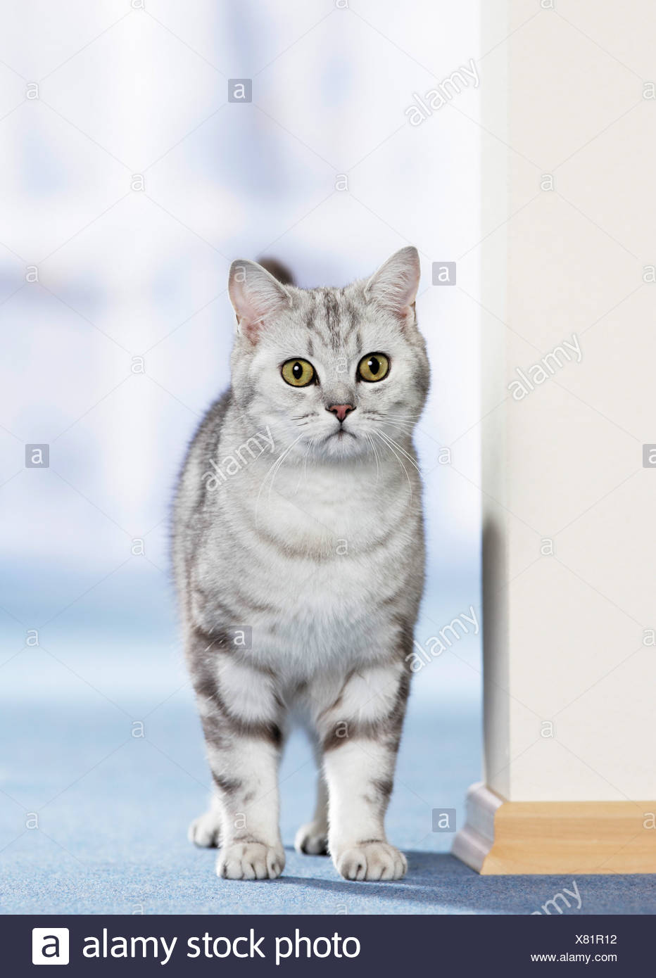 british shorthair tabby