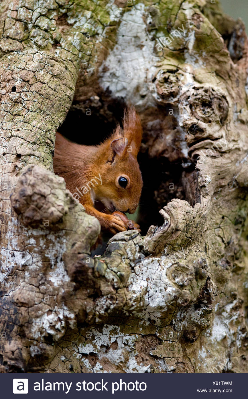 Squirrel Nest High Resolution Stock Photography and Images Alamy