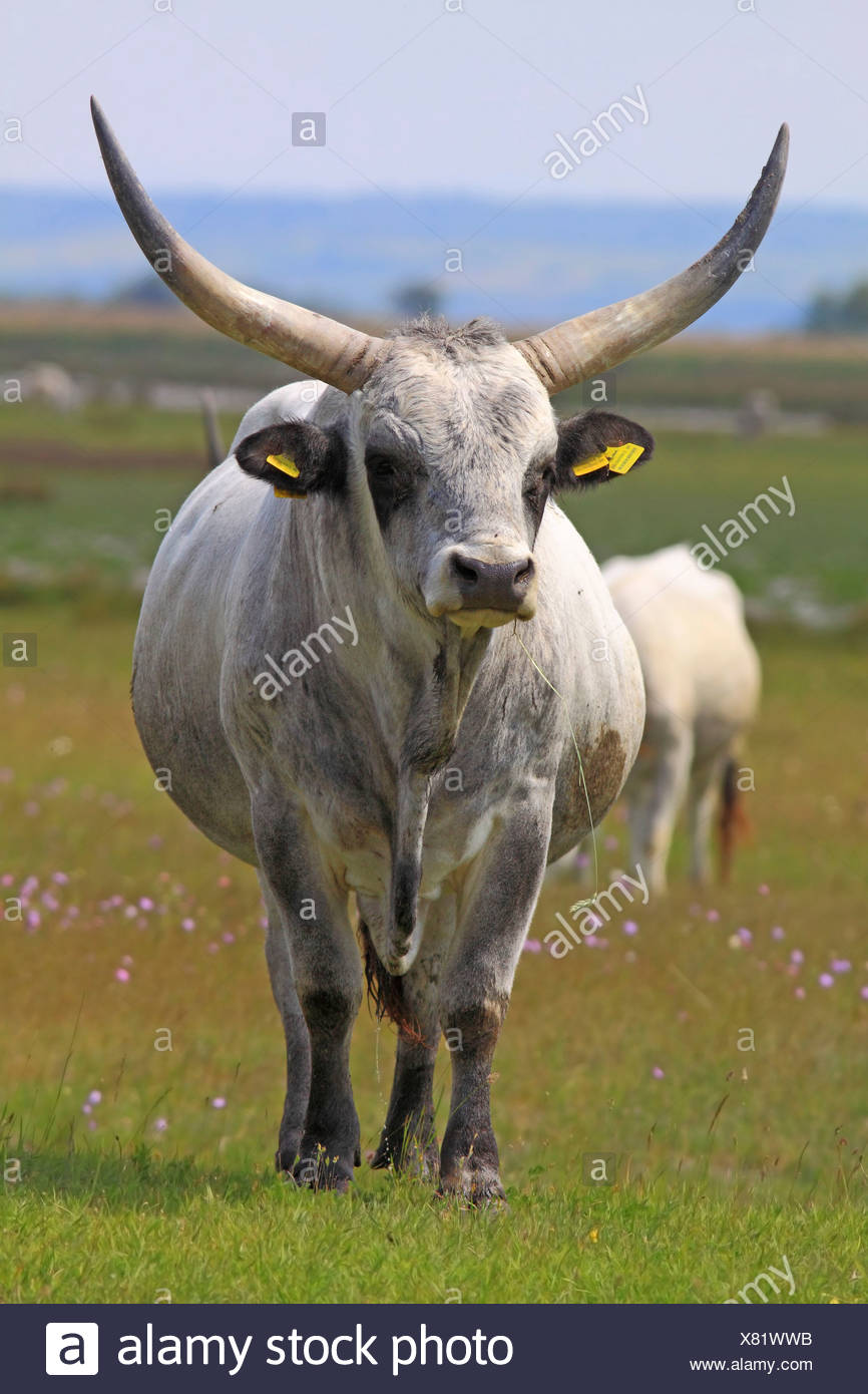 hungarian-grey-cattle-or-hungarian-steppe-cattle-stock-photos