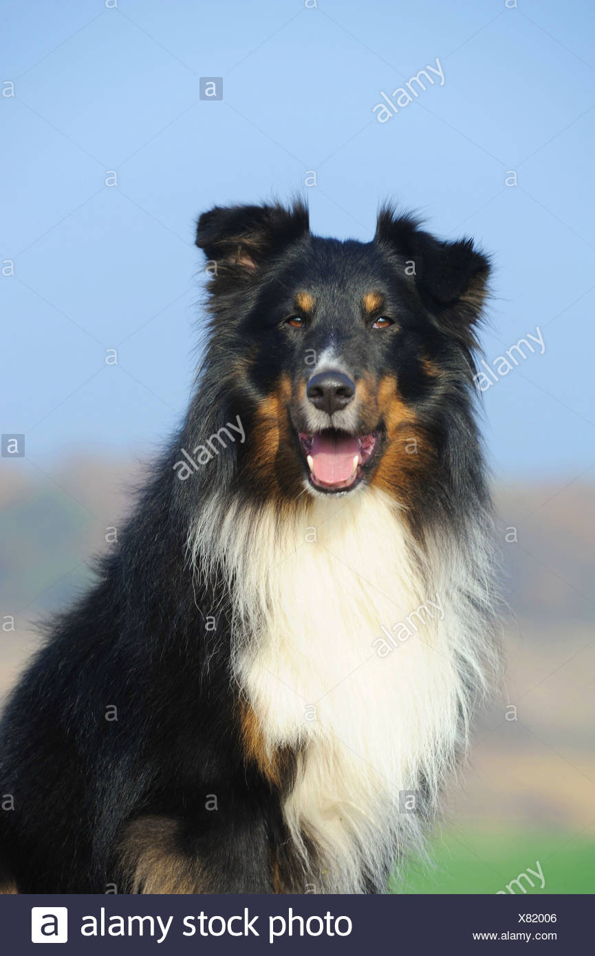 tricolour shetland sheepdog