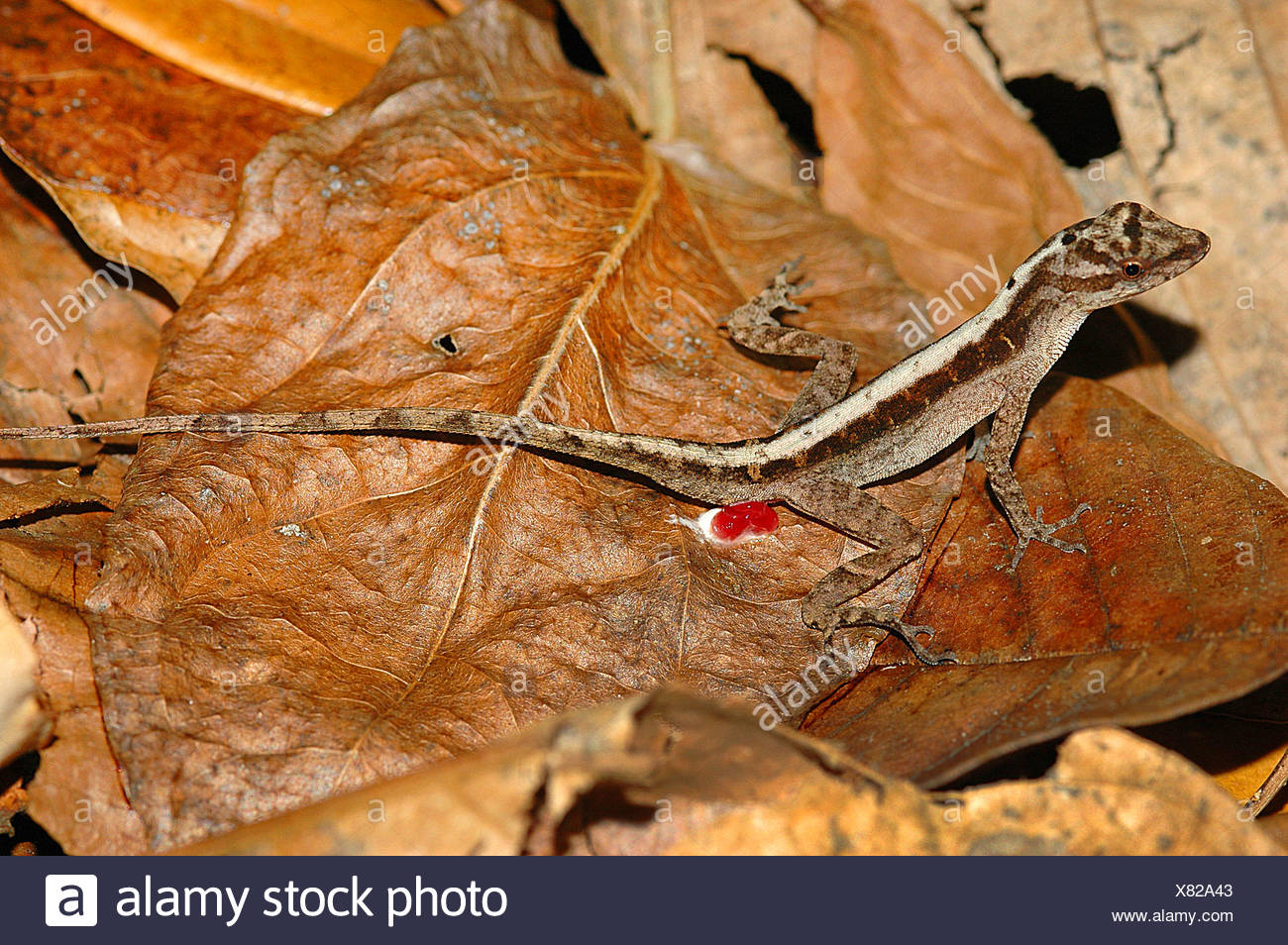 Saumfinger Echse High Resolution Stock Photography And Images Alamy