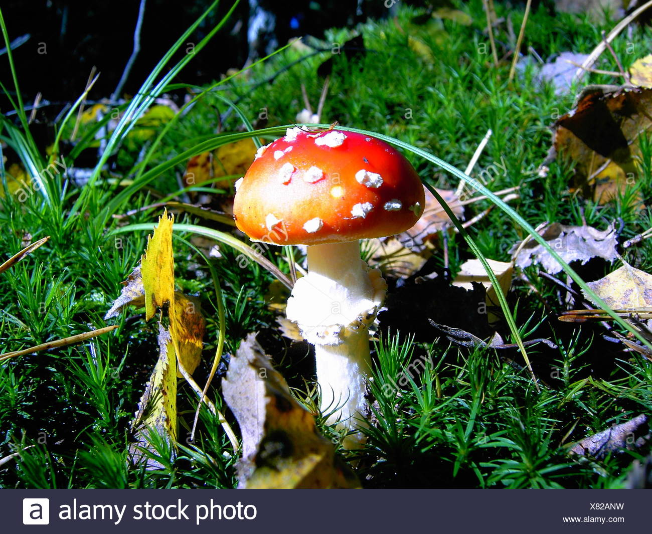 Fly Agaric Mushroom Fungus Forest Toxic Poisonous Nature Pilze