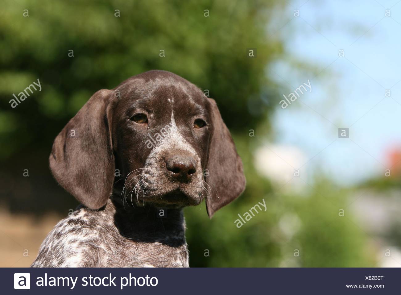 Pointer Puppy Stock Photos Pointer Puppy Stock Images Alamy