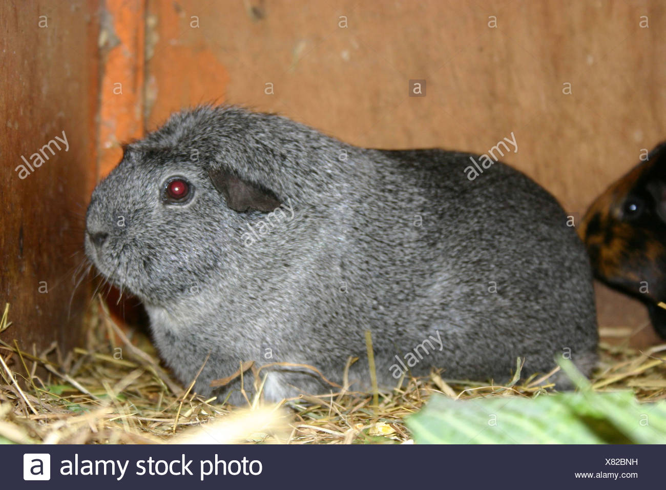 silver agouti guinea pig for sale