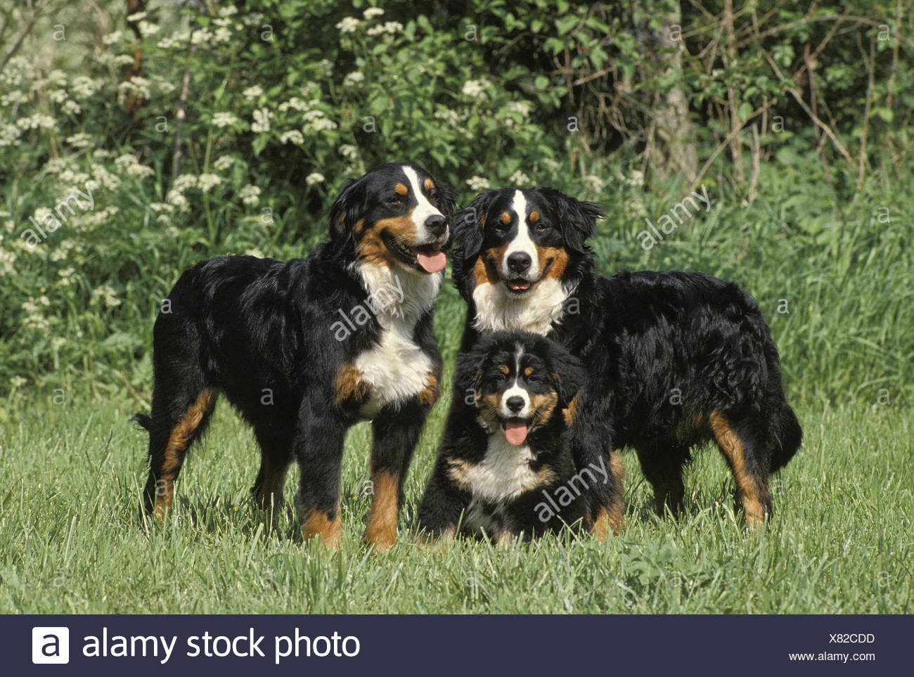 bernese mountain dog group