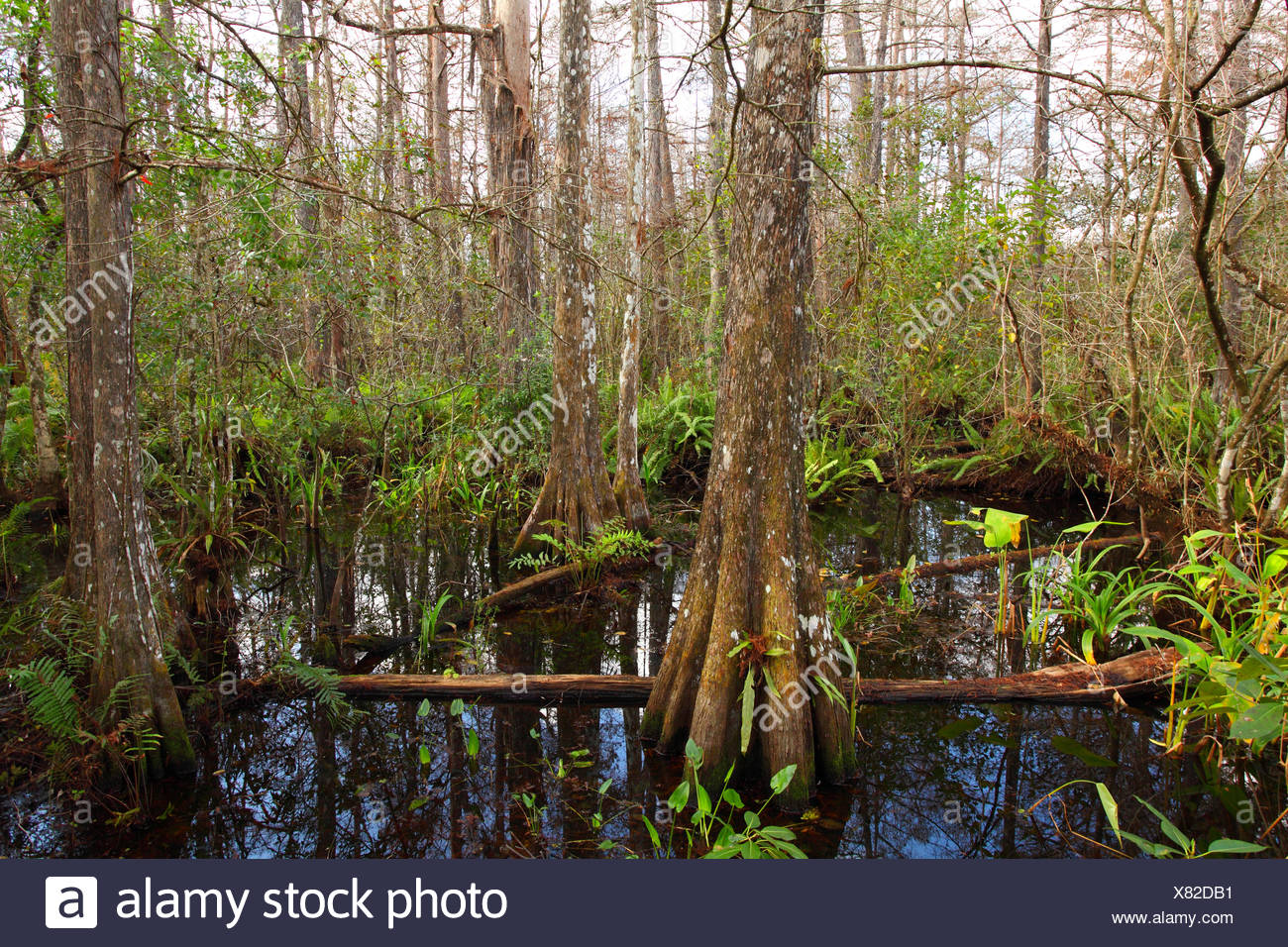 Cypress Wood High Resolution Stock Photography and Images Alamy