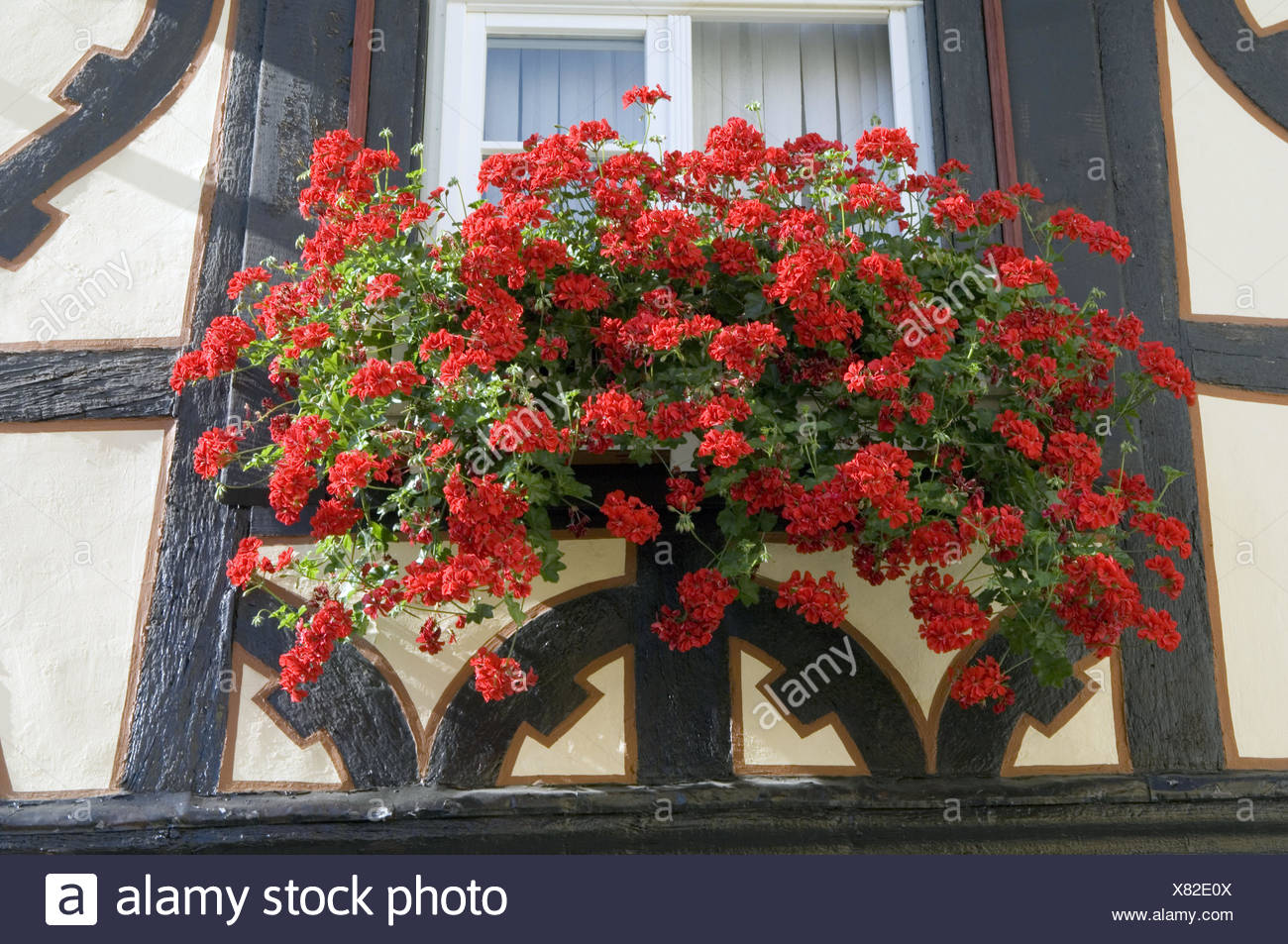 Balcon Geranium High Resolution Stock Photography And Images Alamy