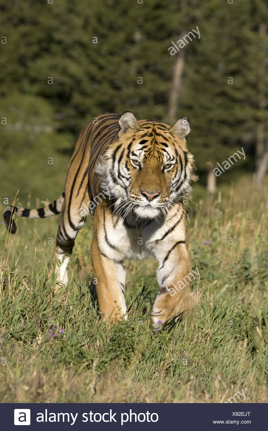 Pouncing Tiger High Resolution Stock Photography and Images Alamy