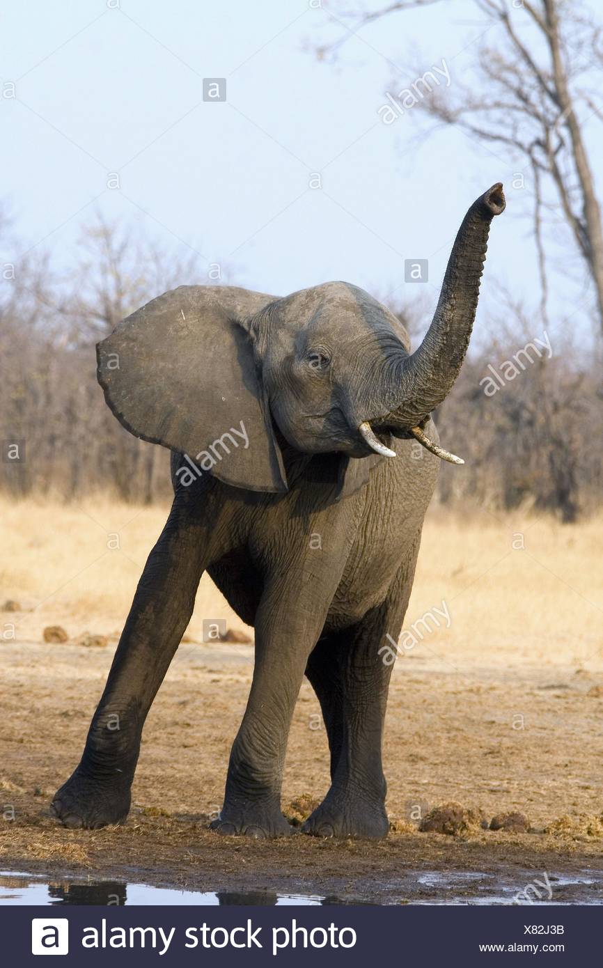 Elephant Trumpeting High Resolution Stock Photography and Images Alamy