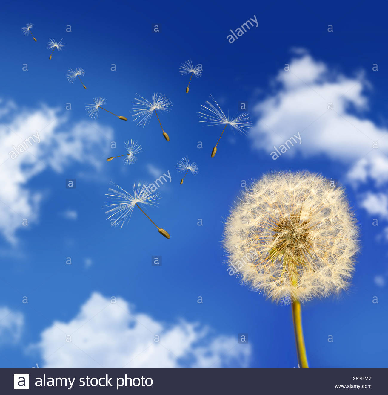Seeds Blowing In The Wind High Resolution Stock Photography And Images Alamy