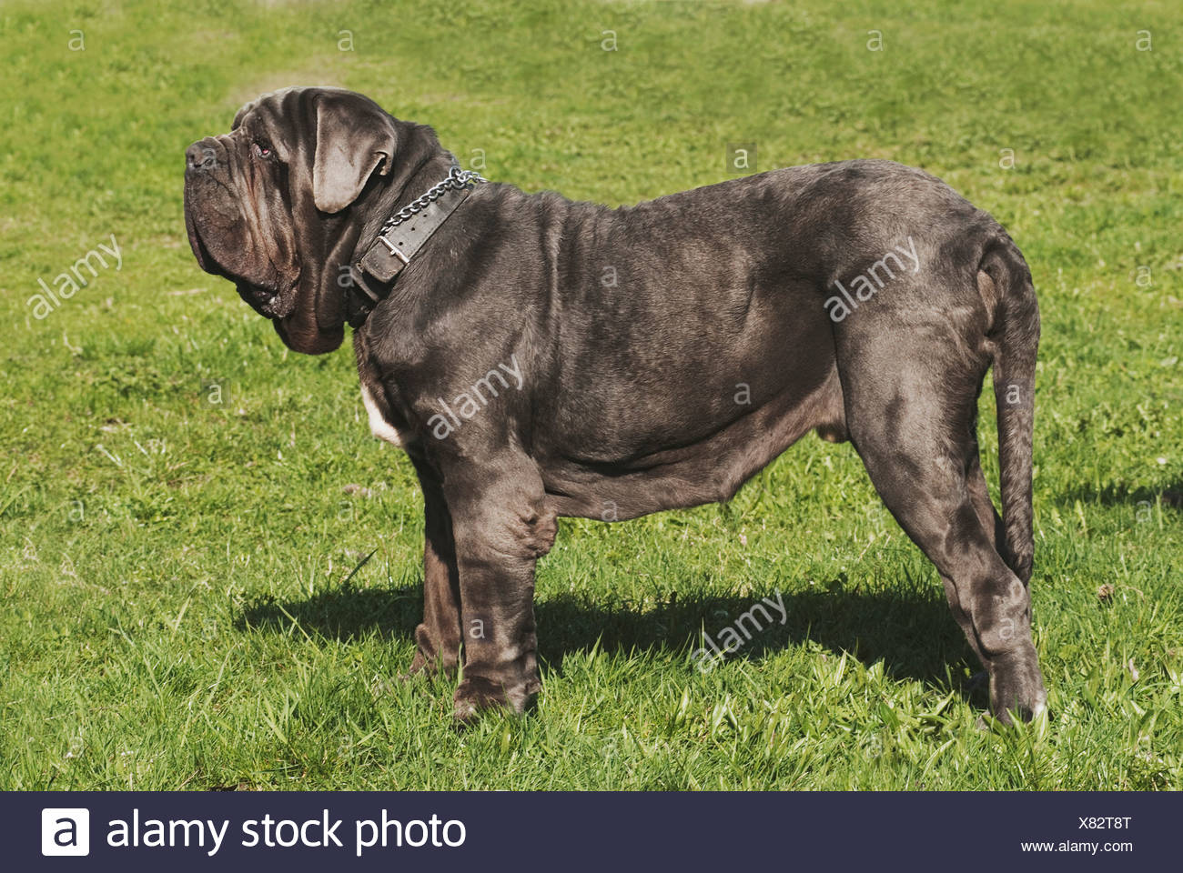 Neapolitan Mastiff Dog Standing Meadow Stock Photo Alamy