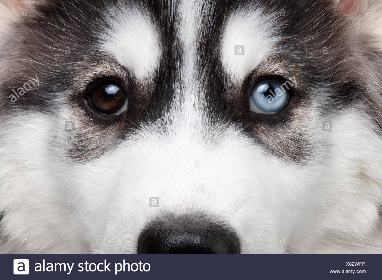 husky different eyes