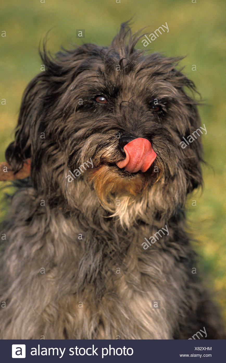 Licking Its Chops Stock Photos & Licking Its Chops Stock Images Alamy