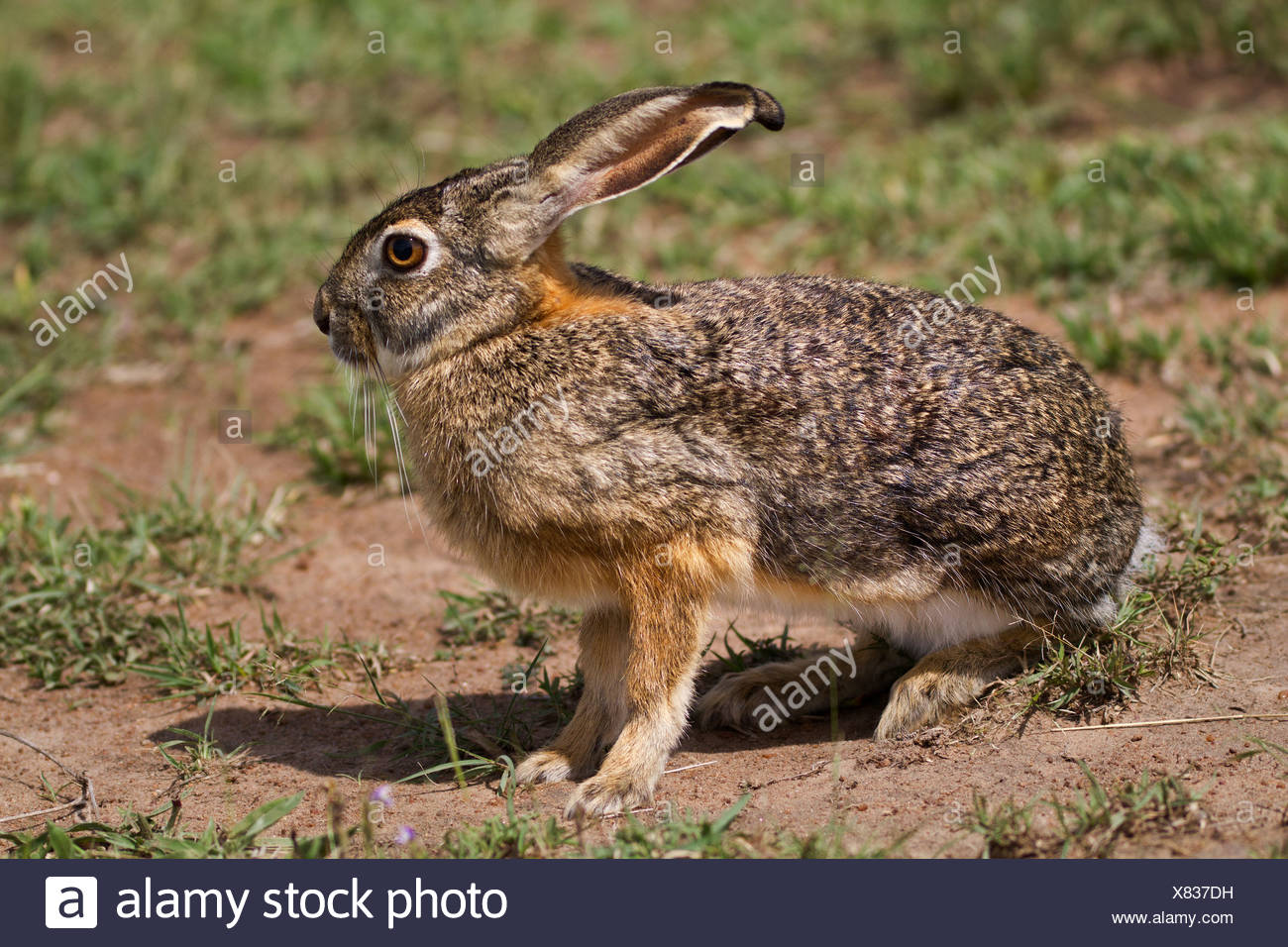 African Hare Stock Photos & African Hare Stock Images Alamy