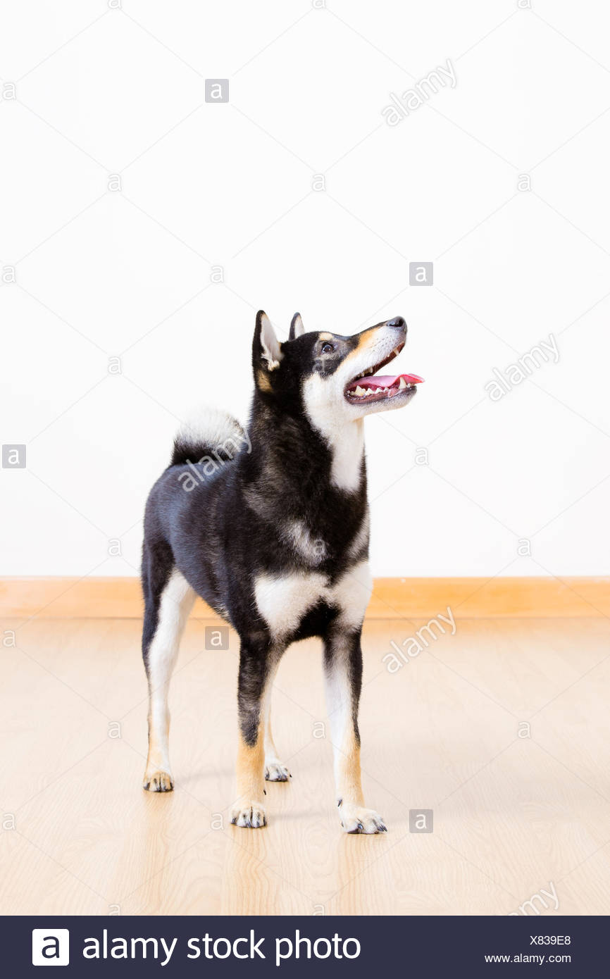 Black Shiba Inu Dog Stock Photo 280356448 Alamy