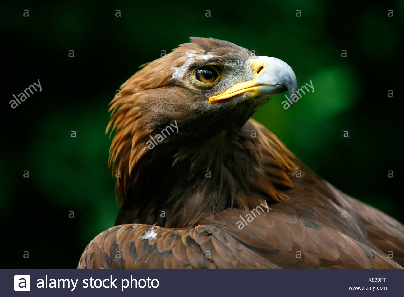 Golden Eagles Face Aquila Chrysaetos Stock Photo