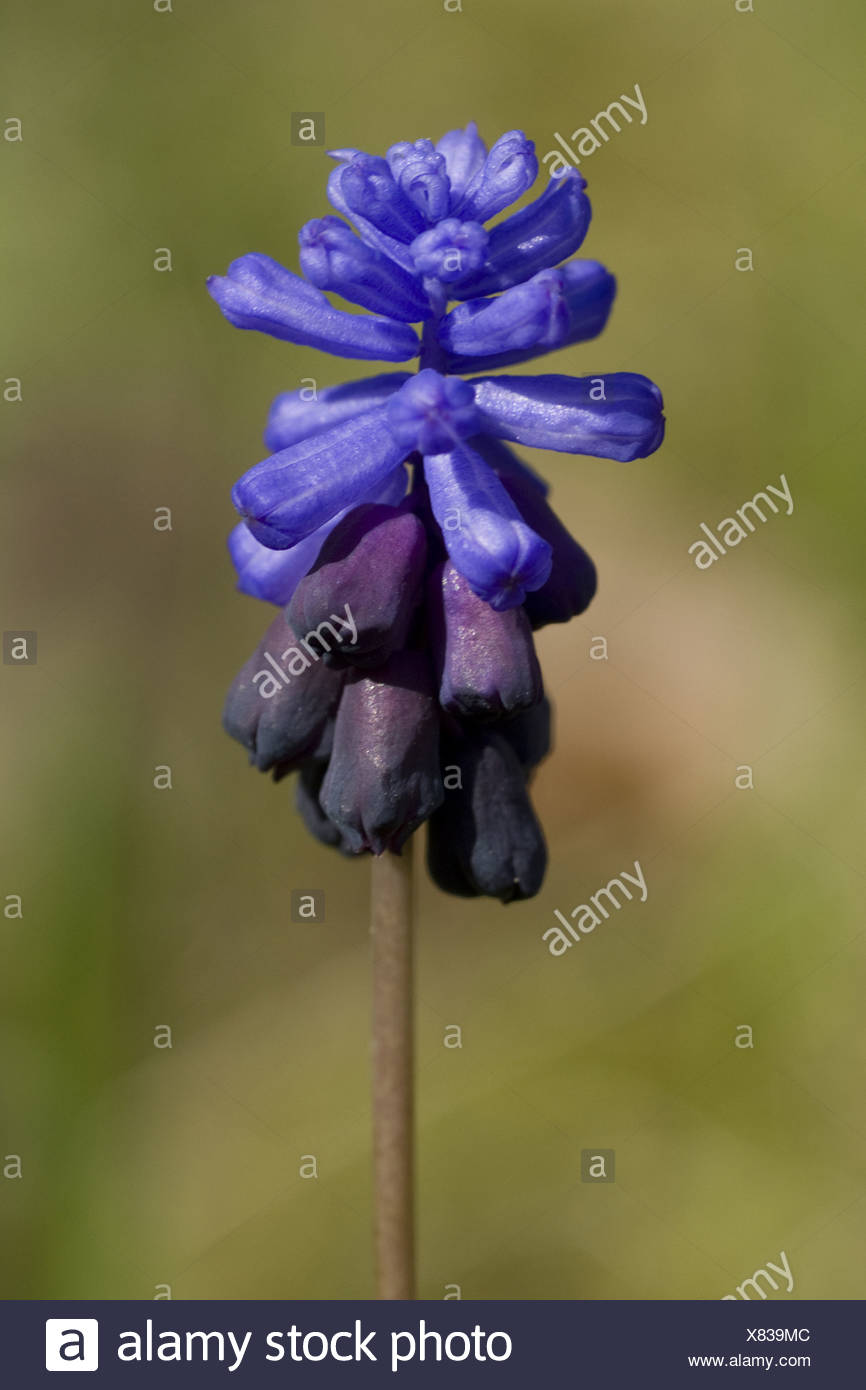 broad-leaved grape hyacinth, muscari latifolium Stock Photo
