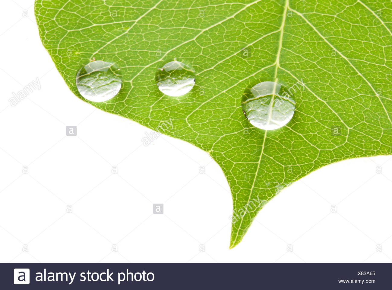 Green Leaf With Transparent Water Drop Stock Photo Alamy