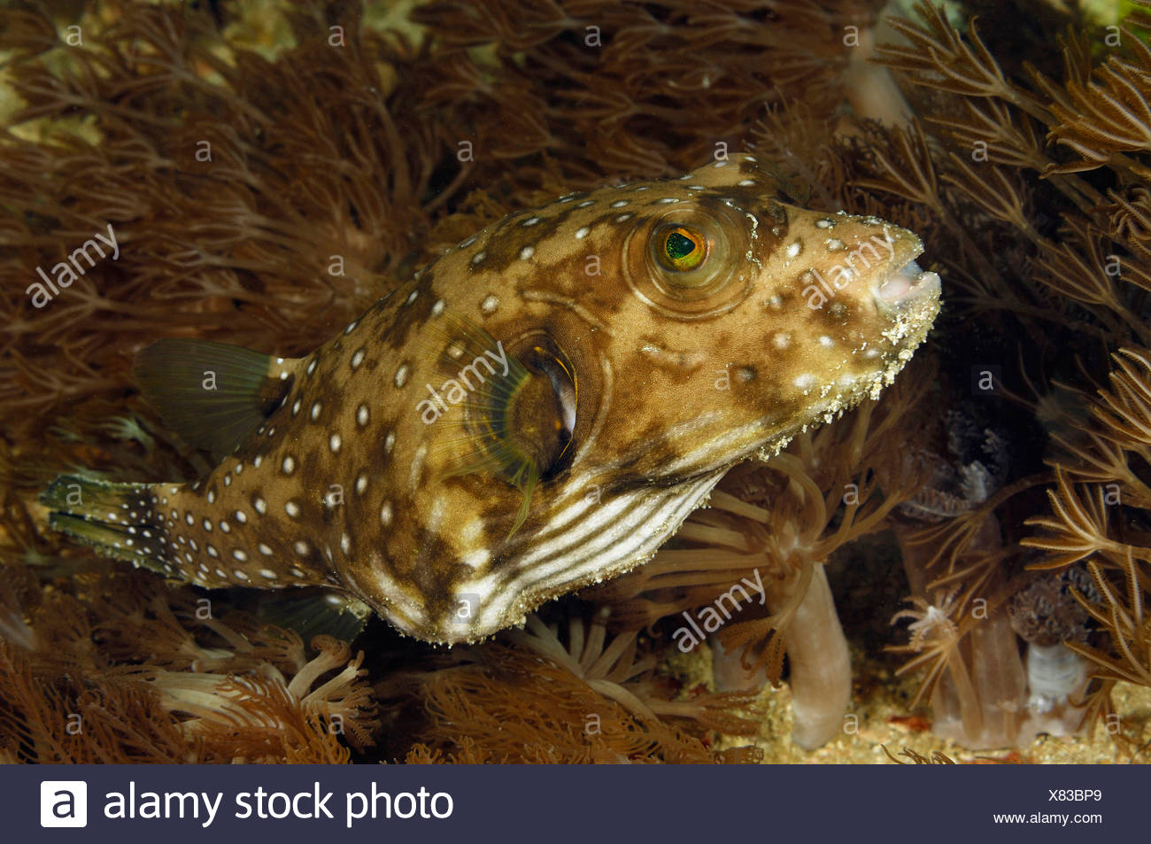 Ringed Puffer, Arothron hispidus, Komodo, Indonesia Stock Photo