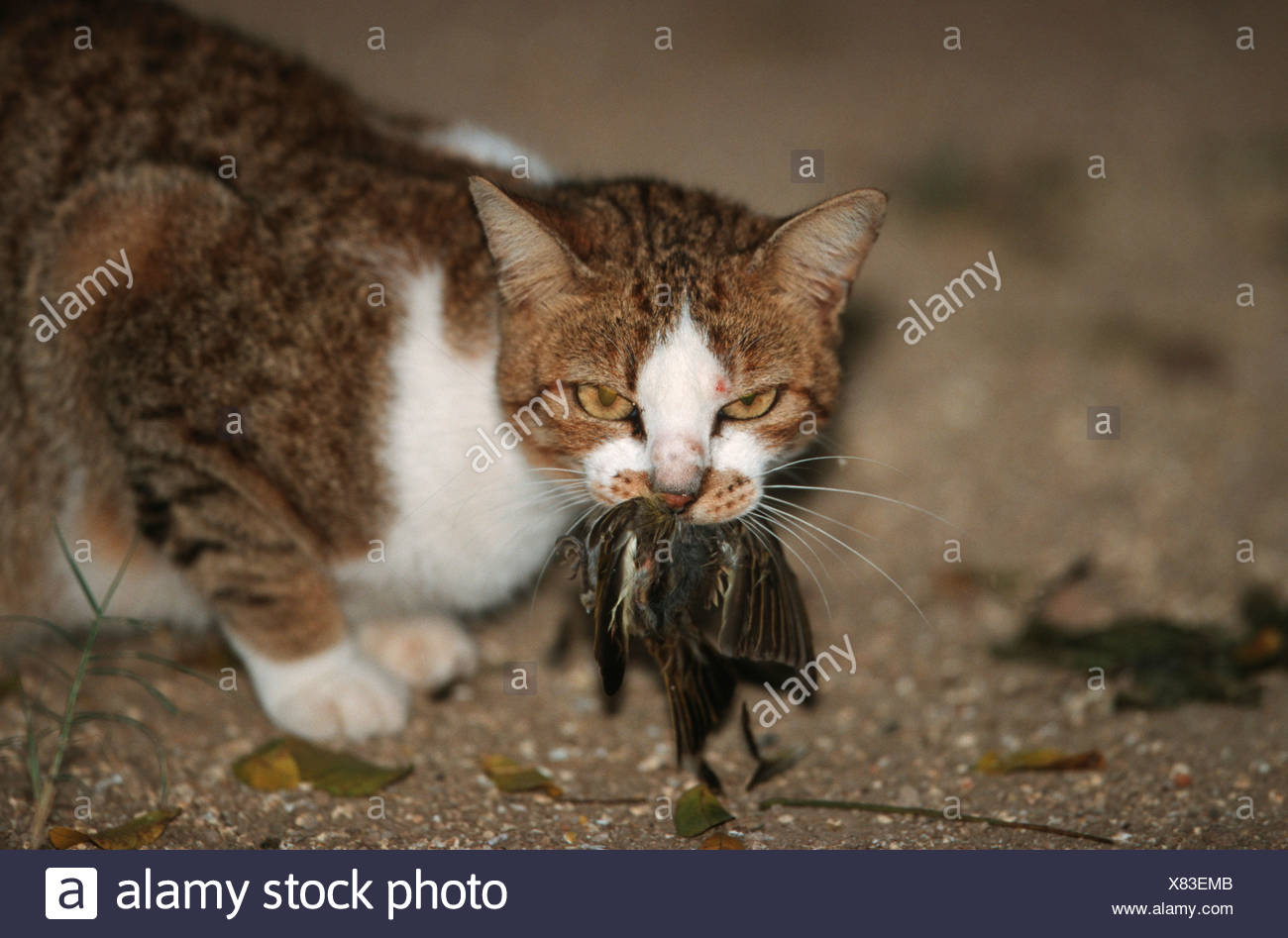 Cat Eating Bird Stock Photos & Cat Eating Bird Stock Images Alamy