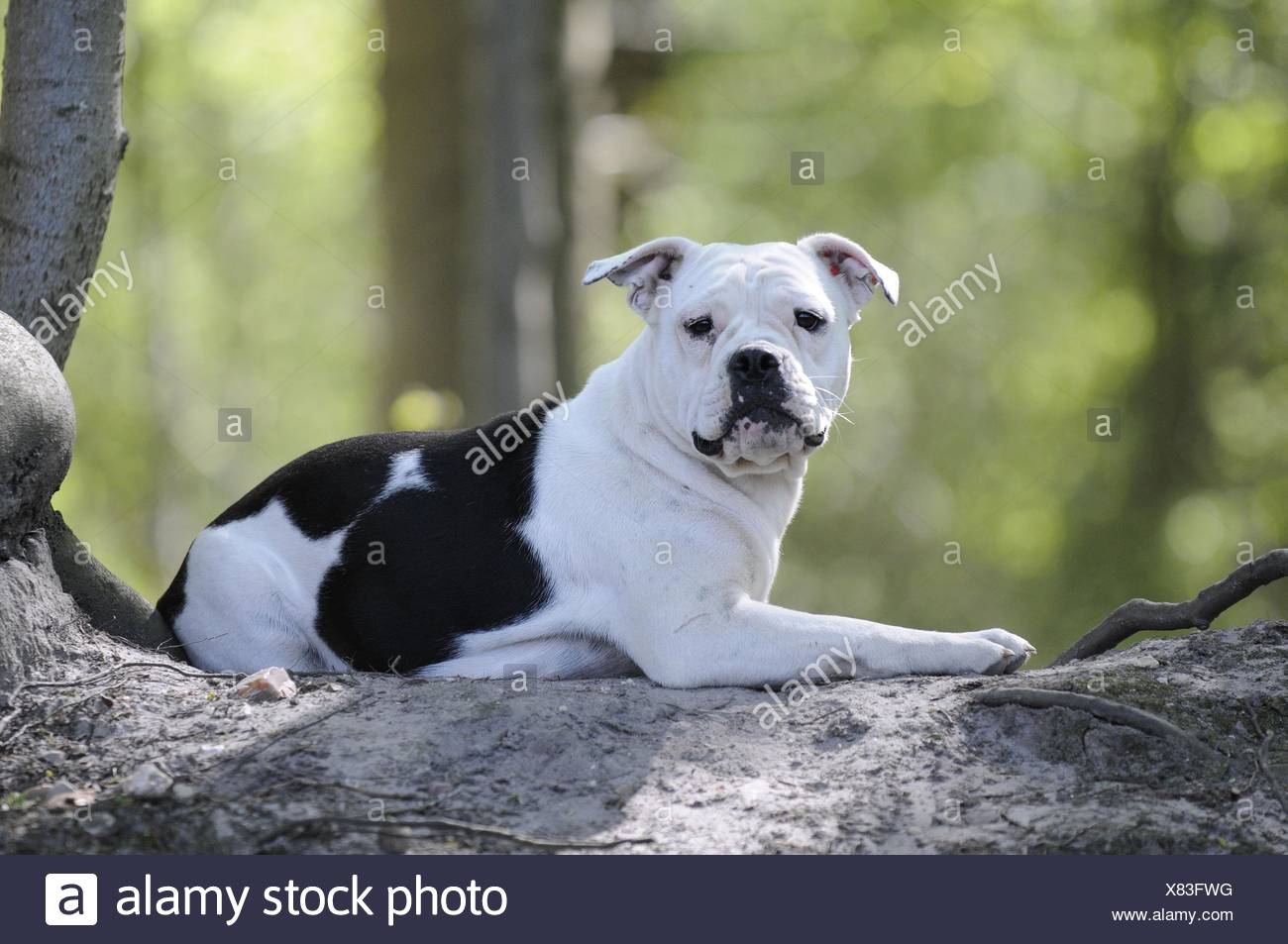 Lying Continental Bulldog Stock Photo Alamy