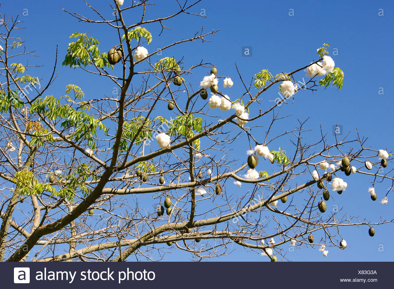 Kapok Silk Cotton Tree Ceiba Pentandra Brazil Stock Photo Alamy Kapok Silk Cotton Tree Ceiba Pentandra Brazil Stock Photo Alamy