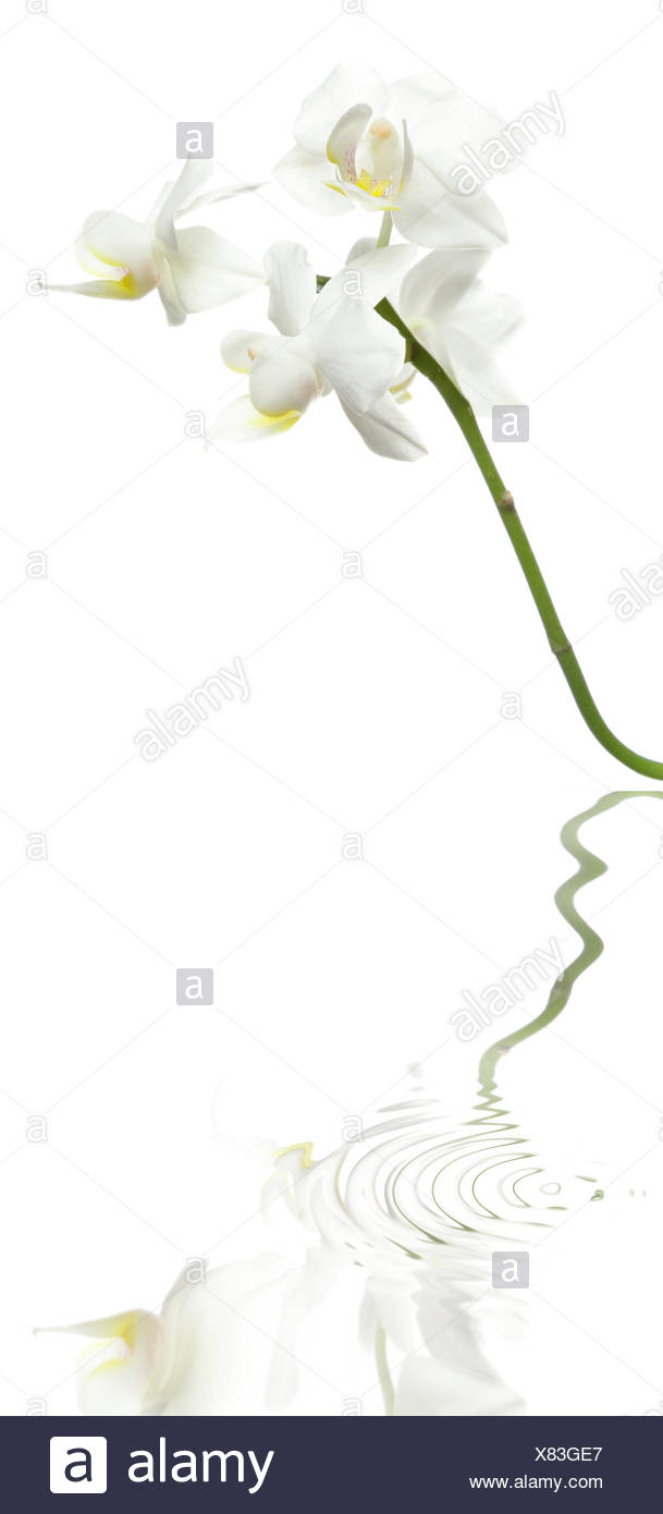 Beautiful White Orchid Flowers Reflected In Water Stock Photo Alamy Beautiful White Orchid Flowers Reflected In Water Stock Photo Alamy