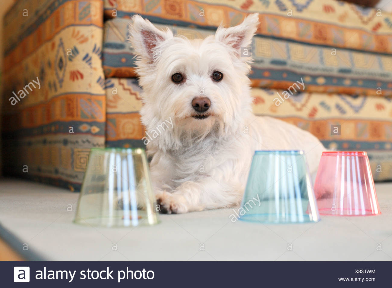 west highland white terrier maltese mix