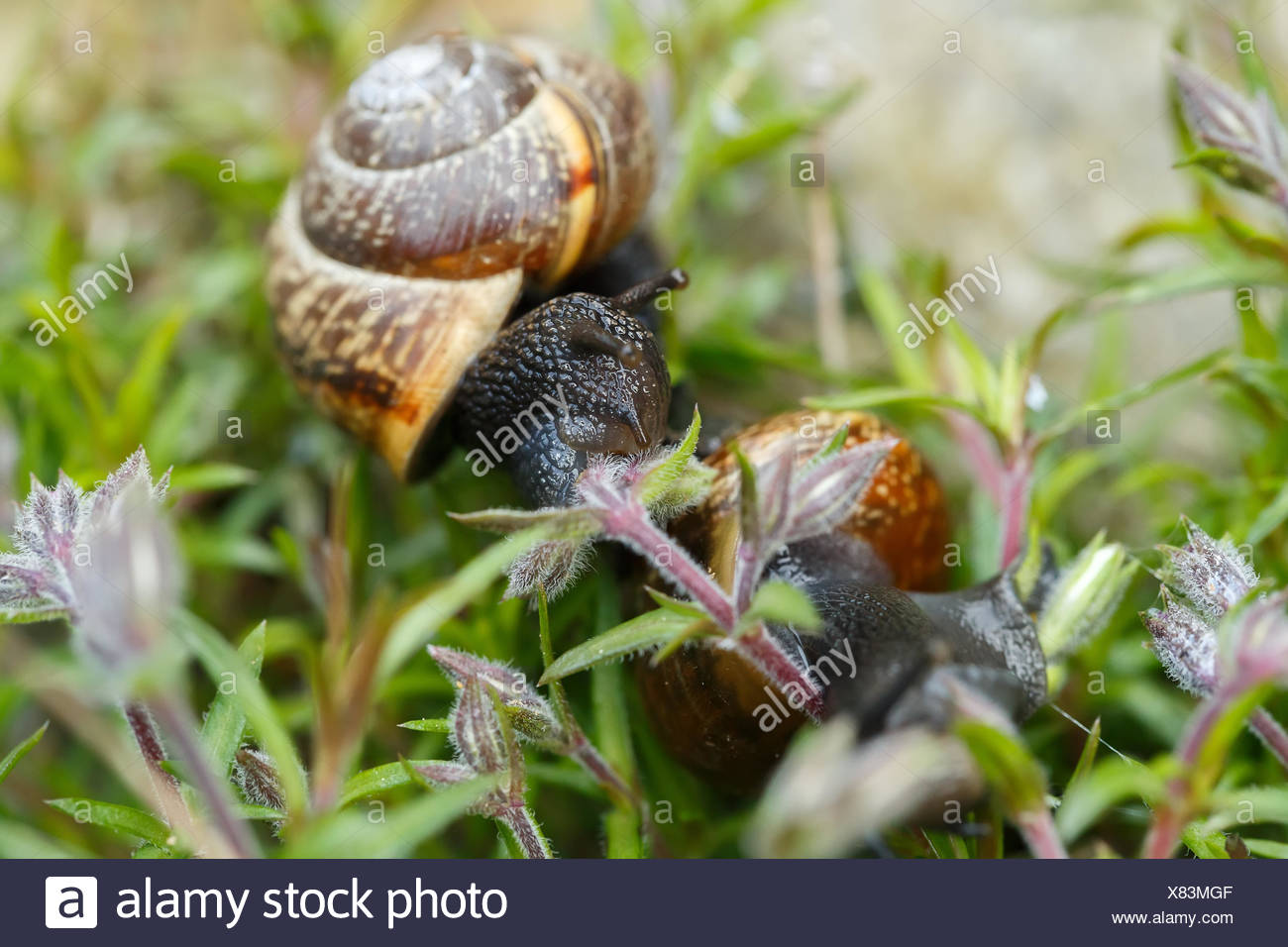 Macro Of Small Garden Snail Eating Whole Ping Flower Bud Stock