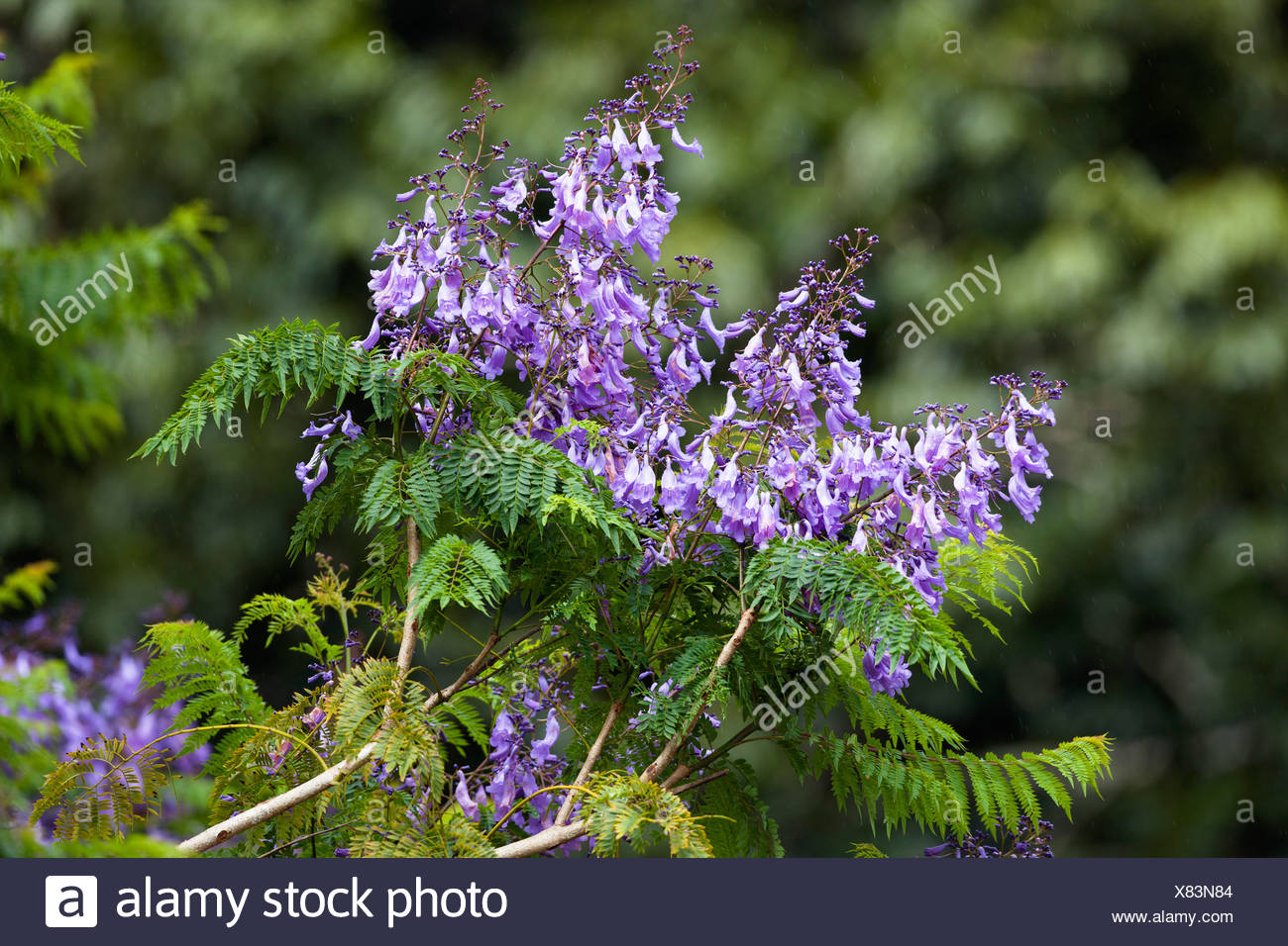 Jacaranda Mimosifolia Tree High Resolution Stock Photography and Images