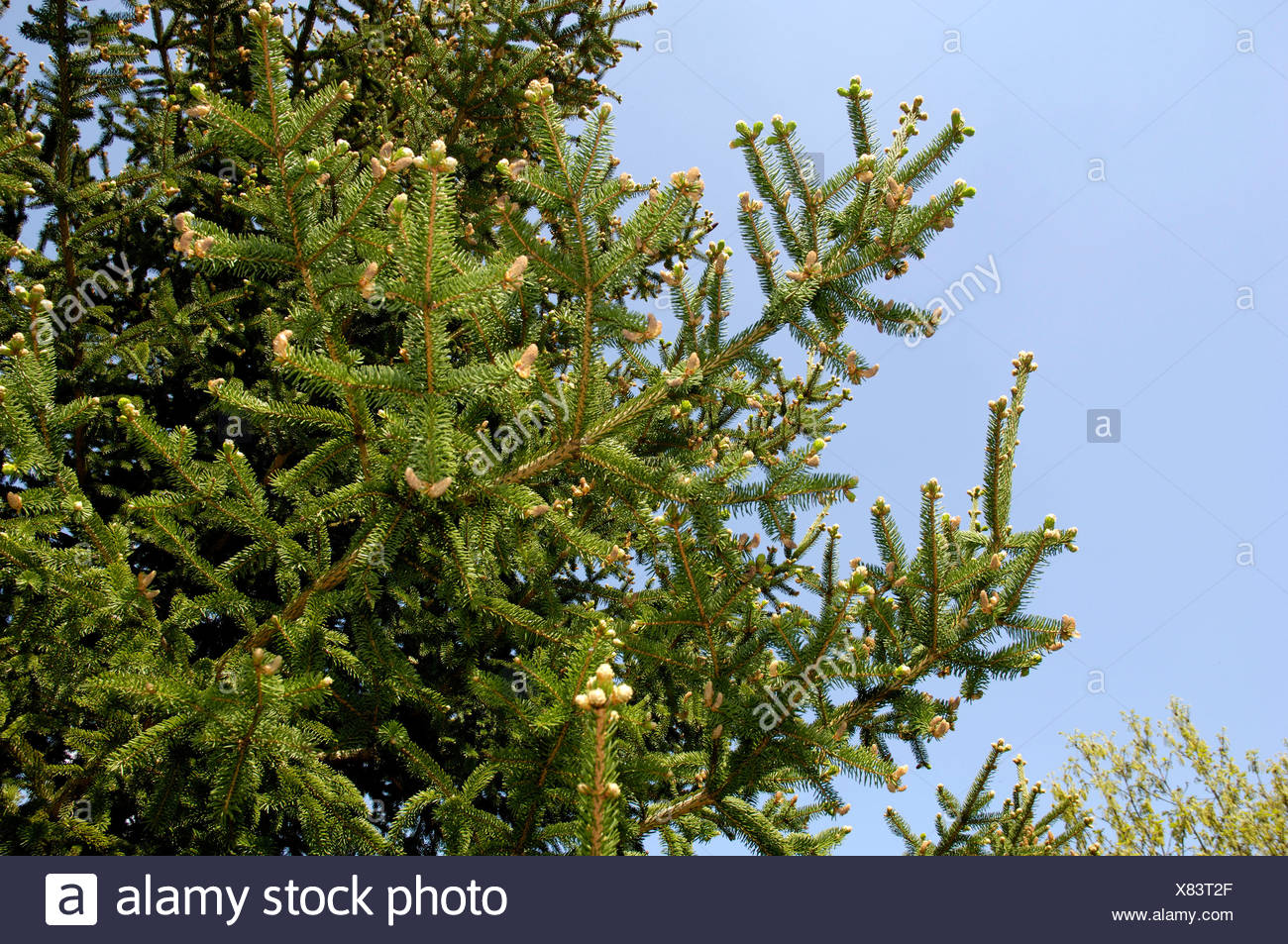 Dragon Spruce Stock Photos & Dragon Spruce Stock Images - Alamy