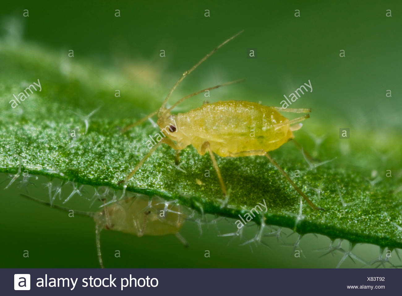 Green Peach Aphid High Resolution Stock Photography and Images Alamy