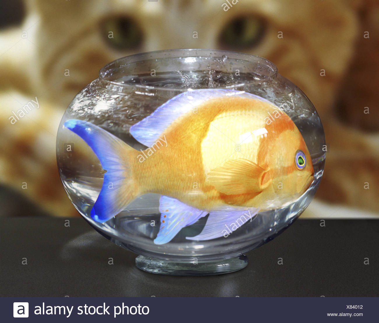 large goldfish bowl